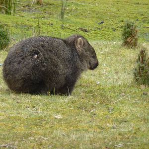 Wombat