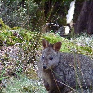 pademelon