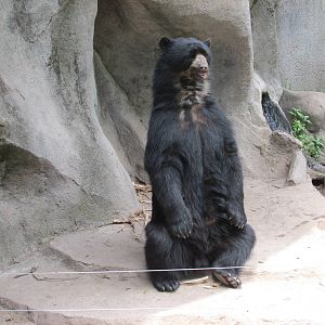 andean bear BA zoo