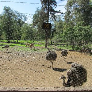 mixed native species mendoza zoo