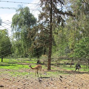 mixed native species mendoza zoo