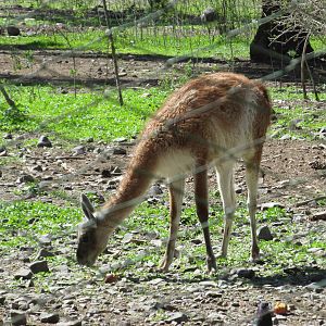 guanaco mendoza zoo