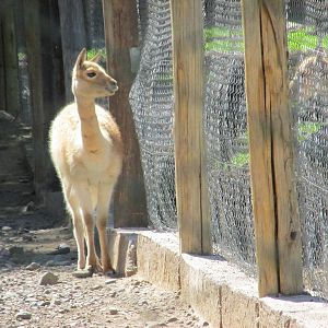 vicu?a mendoza zoo