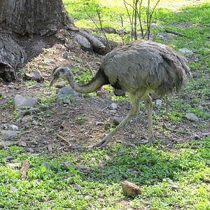 ?andu or rhea mendoza zoo