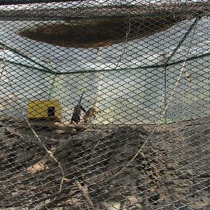 howler monkey exhibit mendoza zoo