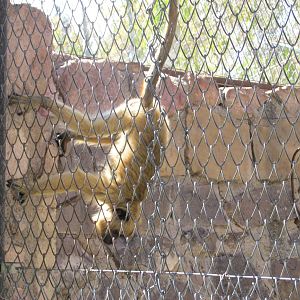 howler monkey mendoza zoo