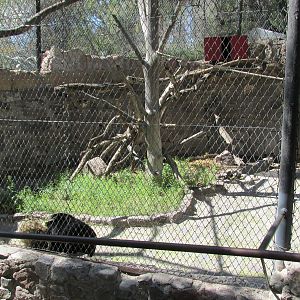 howler monkey exhibit mendoza zoo