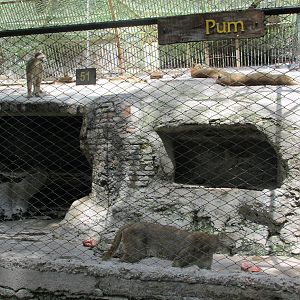 puma mendoza zoo