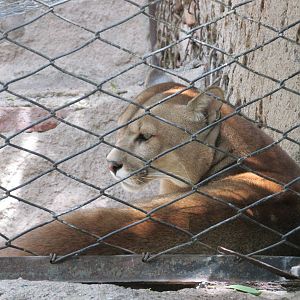 puma mendoza zoo