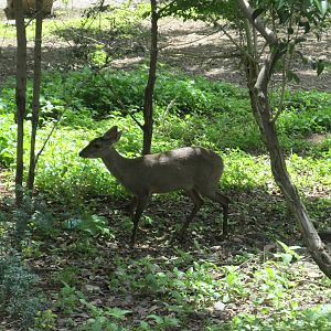grey brocket mendoza zoo