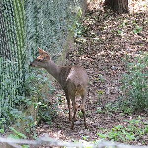grey brocket mendoza zoo