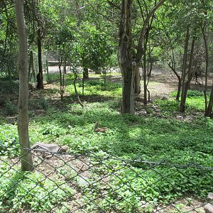 grey brocket exhibit mendoza zoo