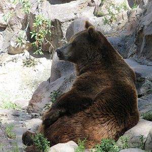 brown bear mendoza zoo