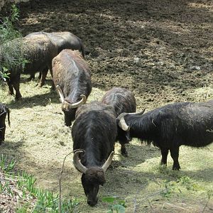 water buffalo mendoza zoo