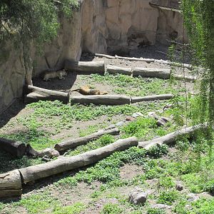 lions mendoza zoo