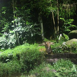East Lodge Trail - Malayan Tiger exhibit