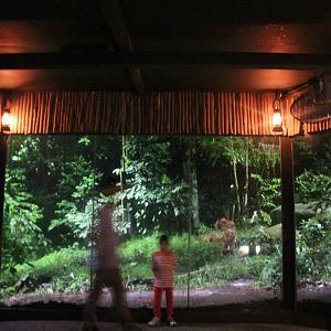 East Lodge Trail - Malayan Tiger exhibit