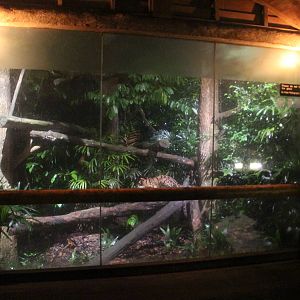 Leopard Trail - Clouded Leopard exhibit