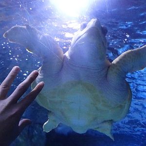 Dec. 2015 - Surrounded by Sharks - Denver - Loggerhead Sea Turtle