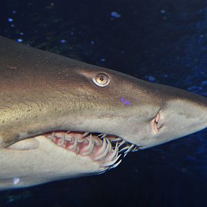 Dec. 2015 - Surrounded by Sharks - Sand Tiger Shark