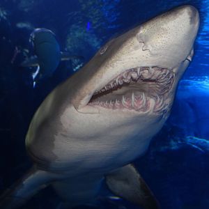 Dec. 2015 - Surrounded by Sharks - Sand Tiger Shark
