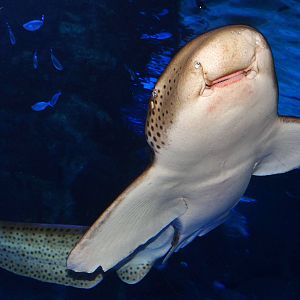 Dec. 2015 - Surrounded by Sharks - Zebra Shark