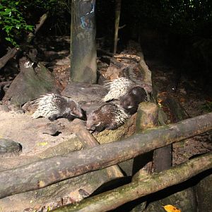 Leopard Trail - Malayan Porcupine exhibit