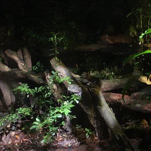 Leopard Trail - Asiatic Golden Cat exhibit