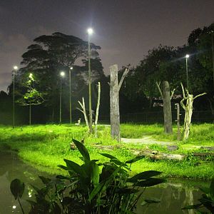 Leopard Trail - Giraffe exhibit