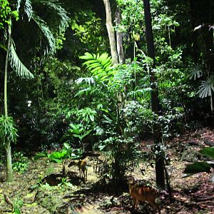 Fishing Cat Trail - Barking Deer exhibit
