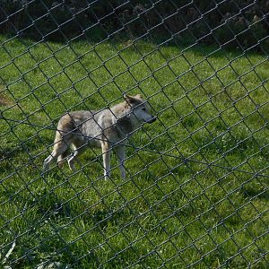 Grey wolf 19/09/2015