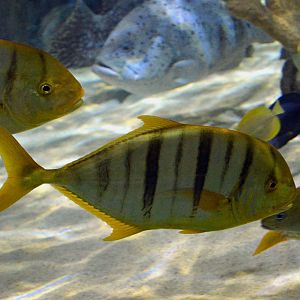 GOLDEN TREVALLY