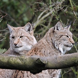 Lynx