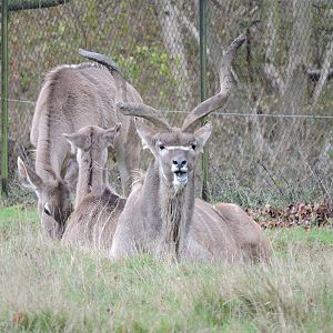 Greater Kudu