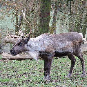 Reindeer