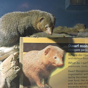 Dwarf Mongoose