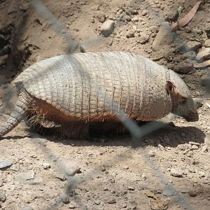 small hairy armadillo mendoza zoo