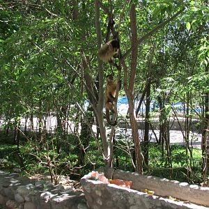 brown capuchins mendoza zoo