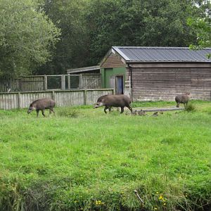 Tapir enclosure