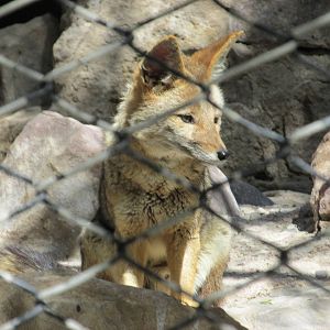 argentine gray fox mendoza zoo