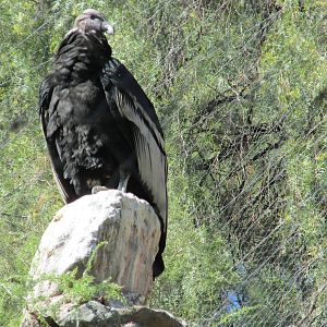 condor mendoza zoo