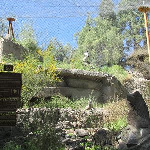 condor exhibit mendoza zoo