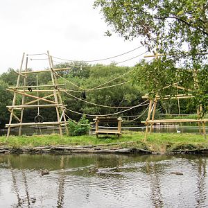 Spider monkey enclosure