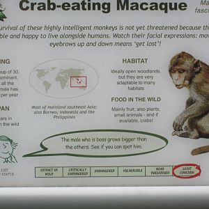 Signage - Crab-eating macaque