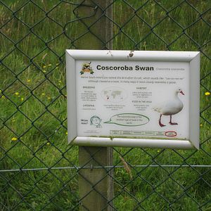 Signage - Coscoroba swan