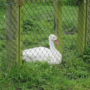 Coscoroba swan
