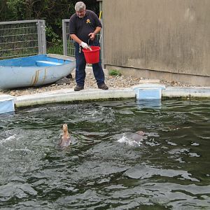 Feeding time at the penguins