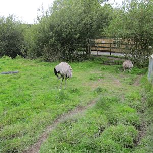 South American Pampas