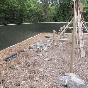 Coati enclosure
