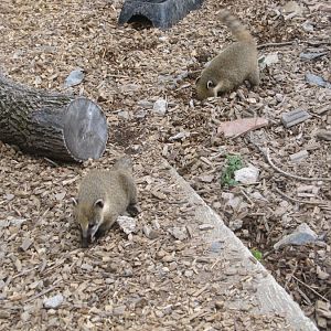 Coati